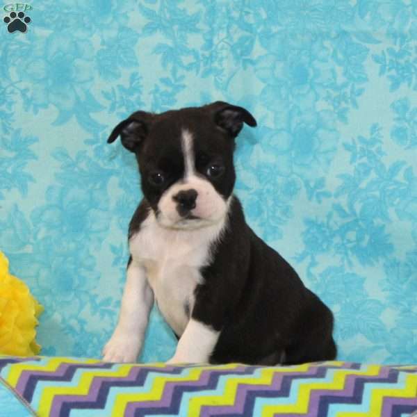 Karly, Boston Terrier Puppy